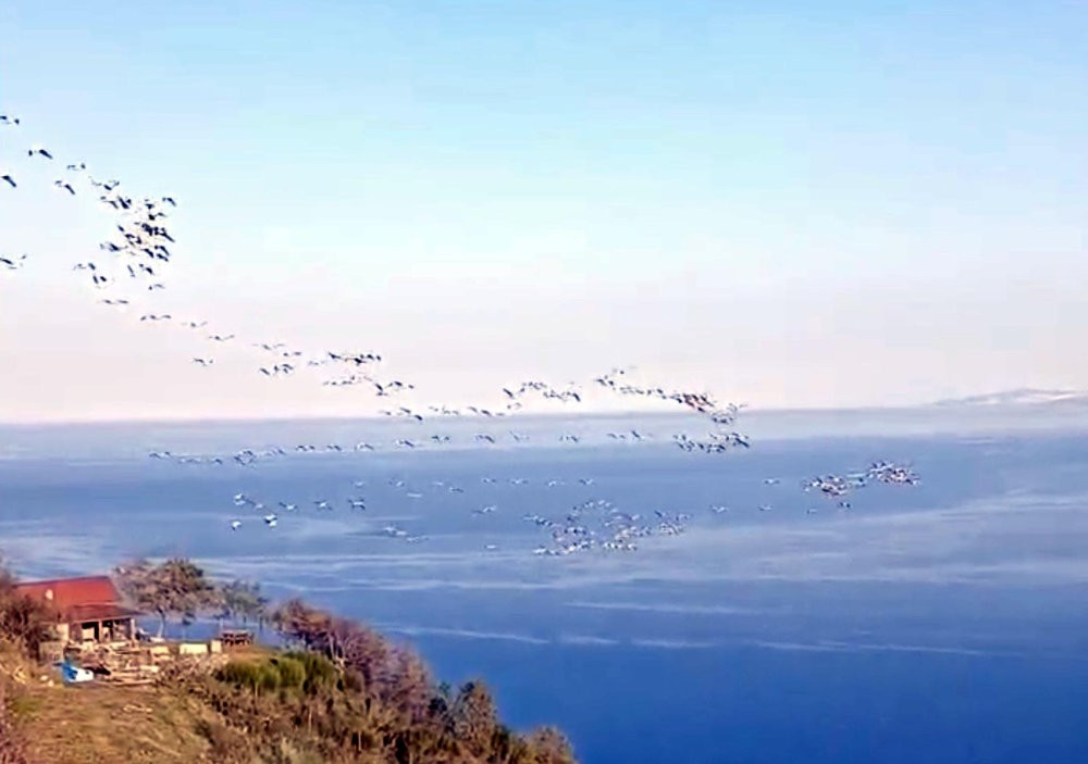 Pelikanlar gökyüzünü süsledi!