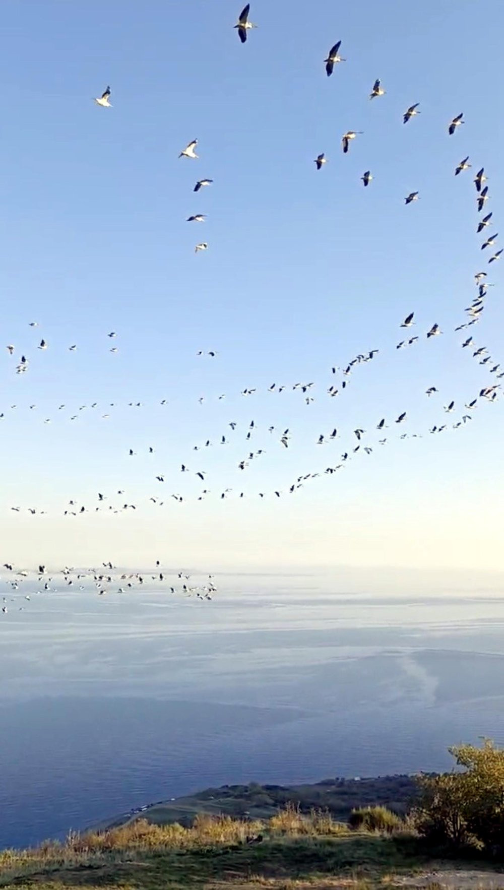 Pelikanlar gökyüzünü süsledi!