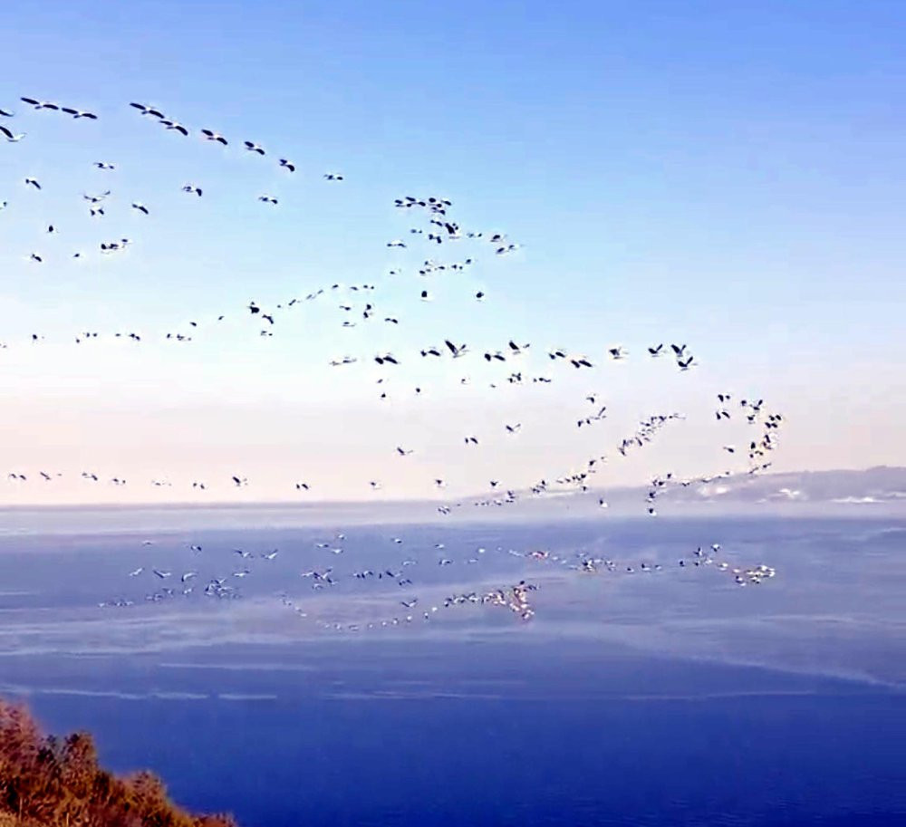 Pelikanlar gökyüzünü süsledi!