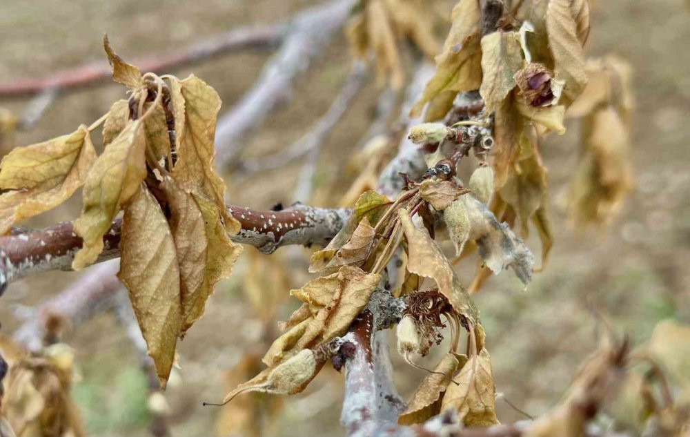 Malatya’da en şiddetli zirai don yaşandı