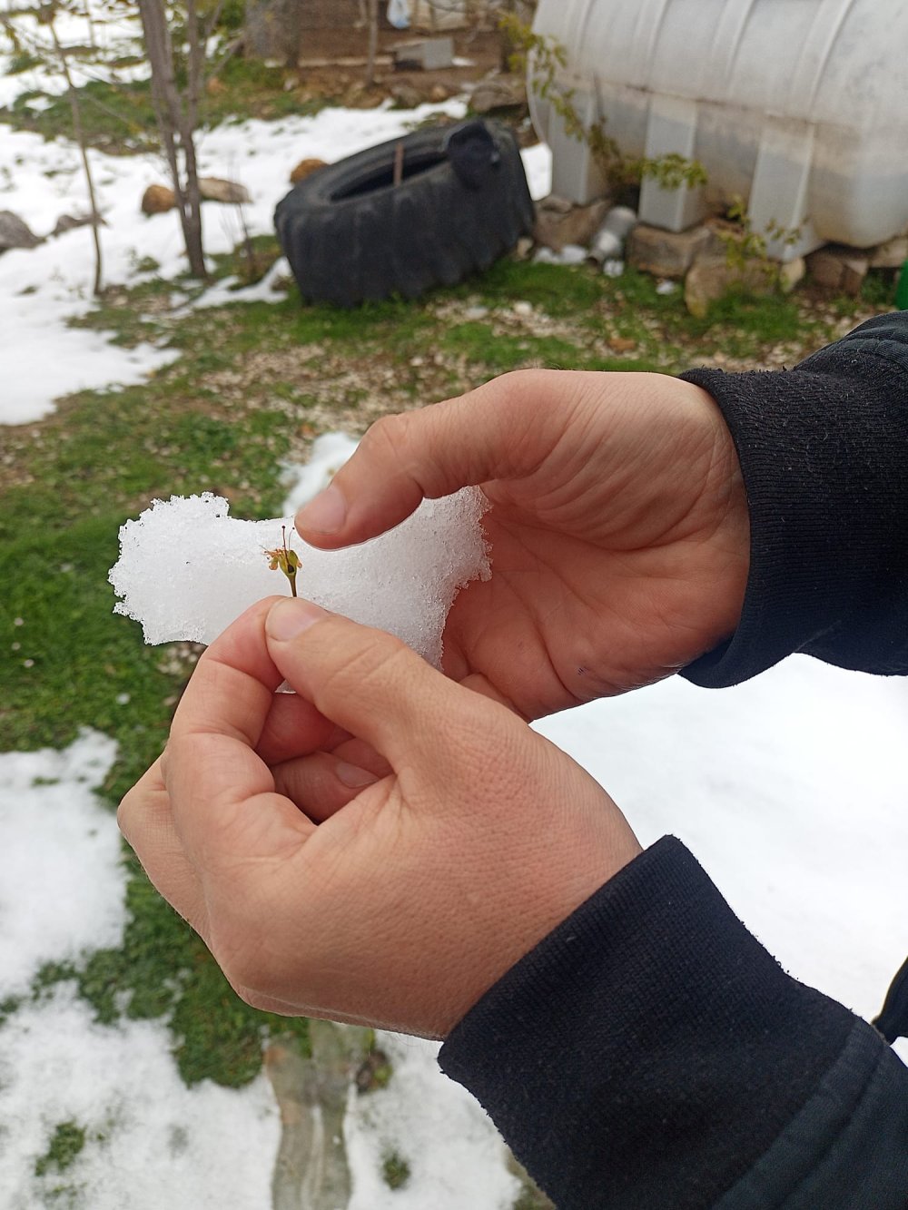 Samsun'da 'zirai don'! 3 ürün de tehlikede