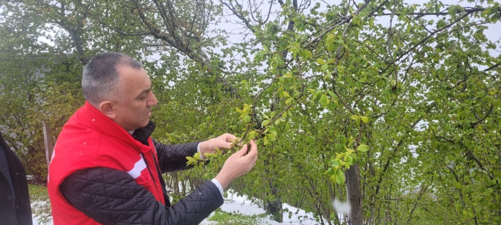 Samsun'da 'zirai don'! 3 ürün de tehlikede
