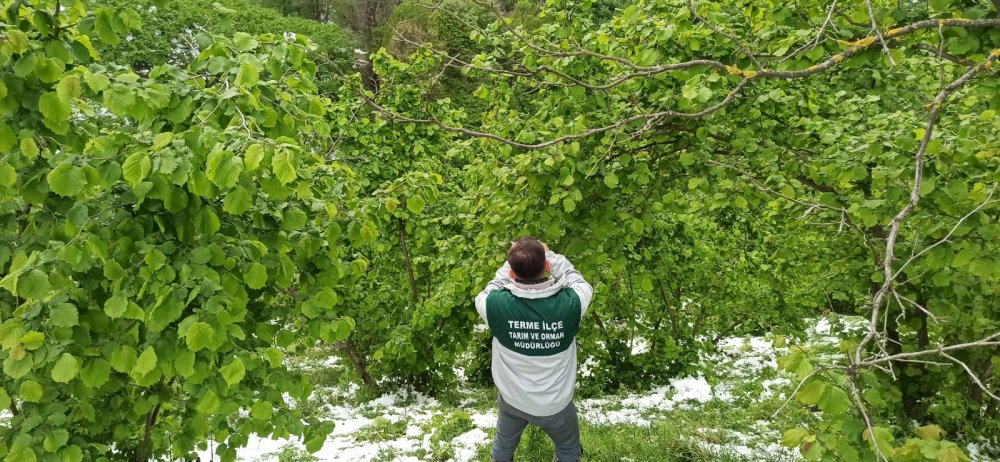 Samsun'da 'zirai don'! 3 ürün de tehlikede
