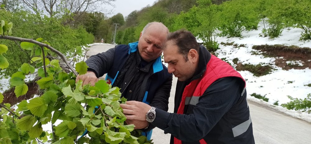Samsun'da 'zirai don'! 3 ürün de tehlikede