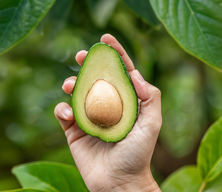 190217avokado-3.webp