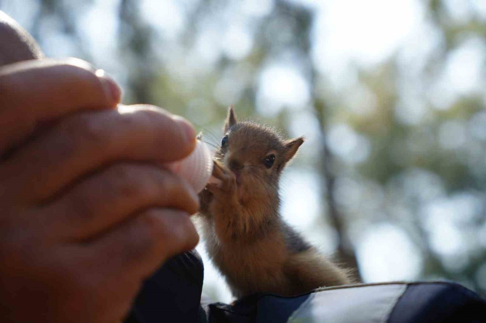 Gece gündüz şefkat: Yavru hayvanların hayat hikâyesi