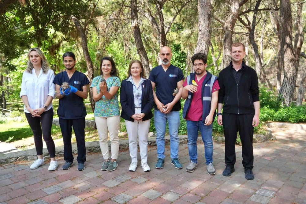 Gece gündüz şefkat: Yavru hayvanların hayat hikâyesi