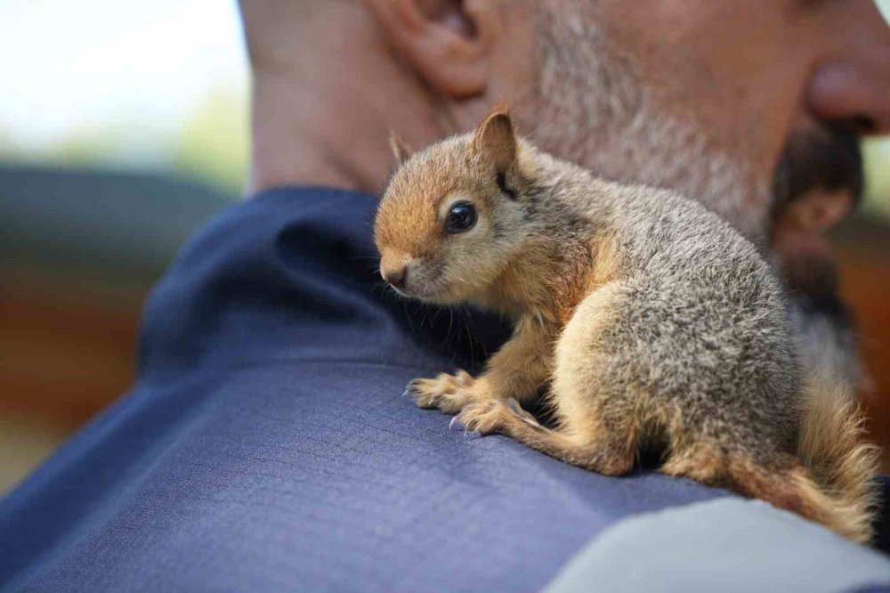 Gece gündüz şefkat: Yavru hayvanların hayat hikâyesi