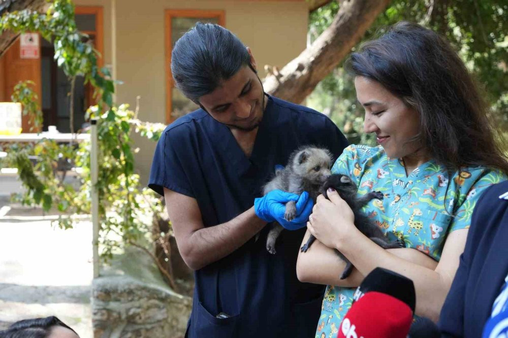 Gece gündüz şefkat: Yavru hayvanların hayat hikâyesi