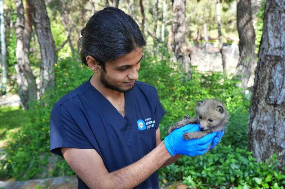 Gece gündüz şefkat: Yavru hayvanların hayat hikâyesi