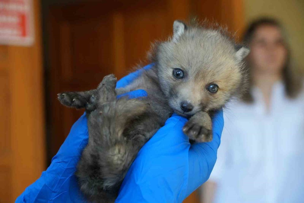 Gece gündüz şefkat: Yavru hayvanların hayat hikâyesi