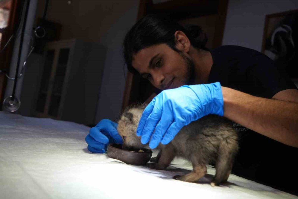 Gece gündüz şefkat: Yavru hayvanların hayat hikâyesi