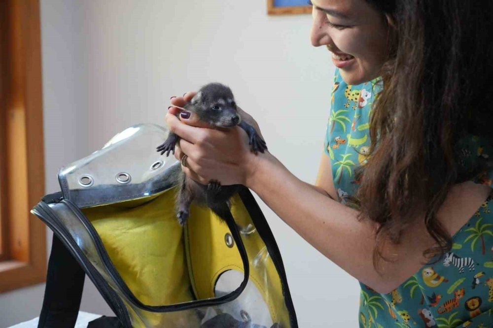 Gece gündüz şefkat: Yavru hayvanların hayat hikâyesi