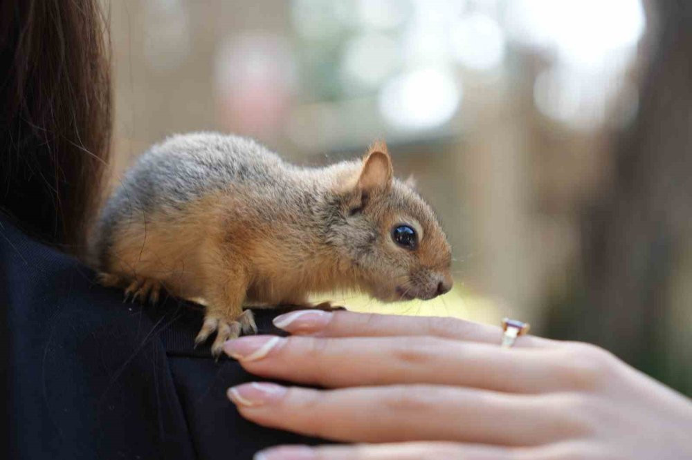 Gece gündüz şefkat: Yavru hayvanların hayat hikâyesi