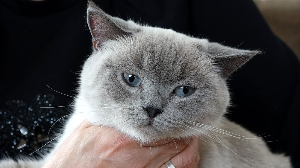 10 günlük hasret sona erdi! Trabzon'da Badem’i bulana altın hediye