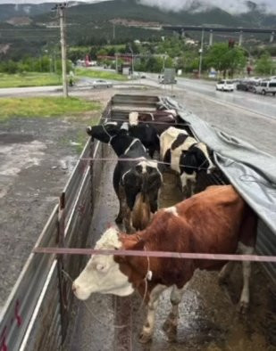 Aksaray'da inek hırsızlarını yanmayan far yaktı! 480 kilometre yol gittiler
