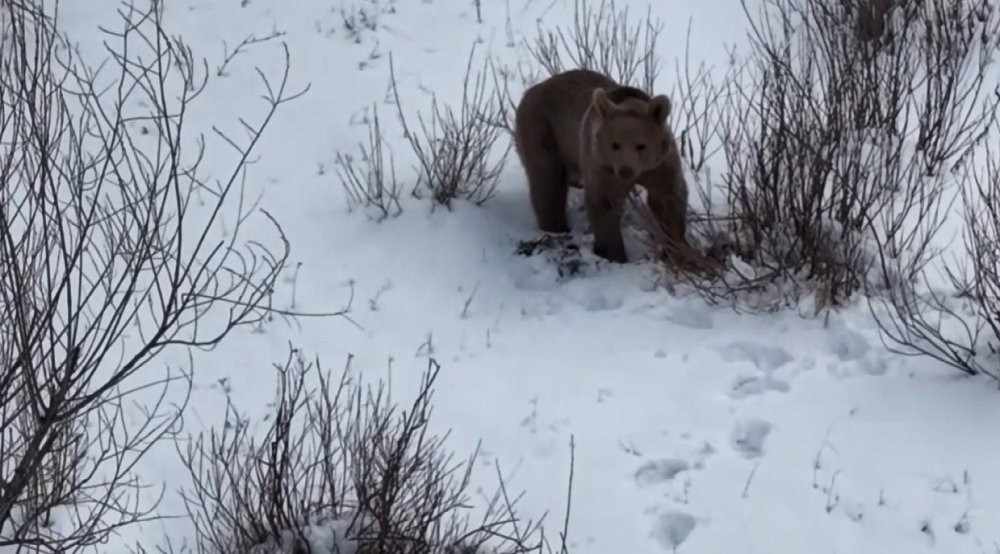 Dron ayıları korkuttu!