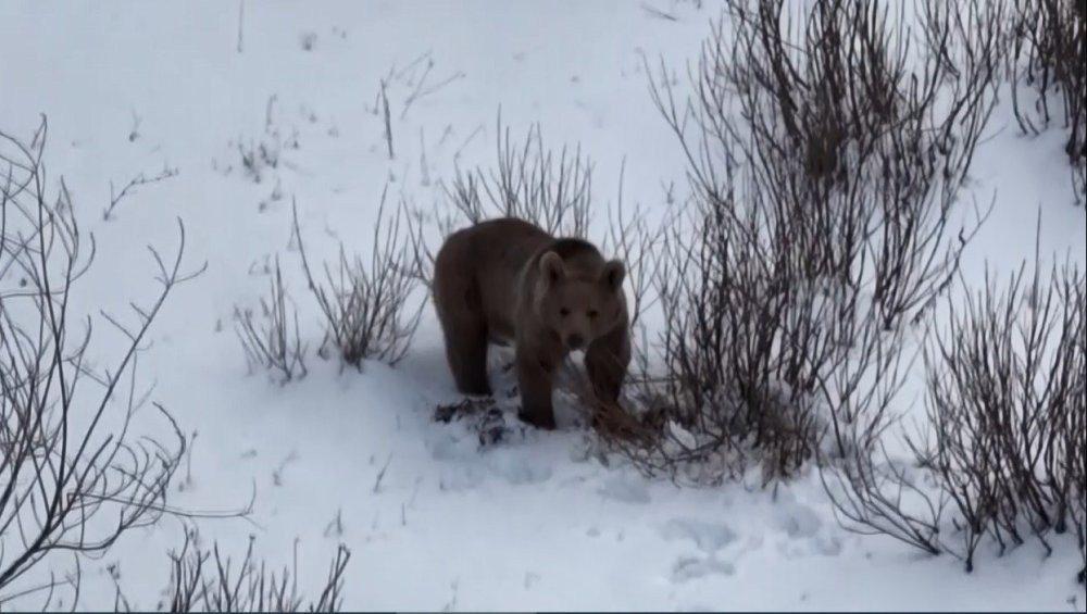 Dron ayıları korkuttu!