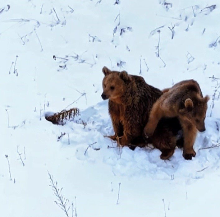 Dron ayıları korkuttu!