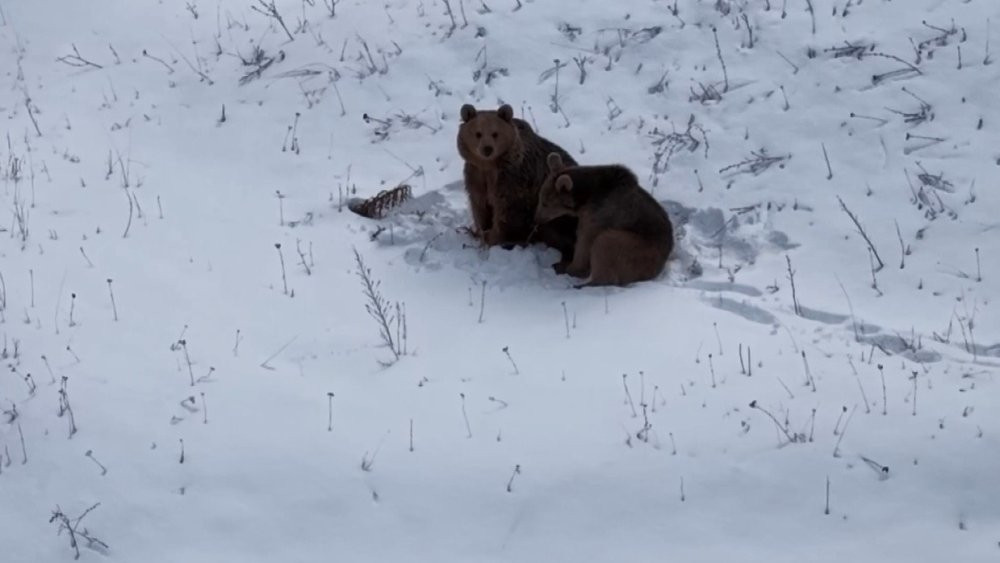 Dron ayıları korkuttu!