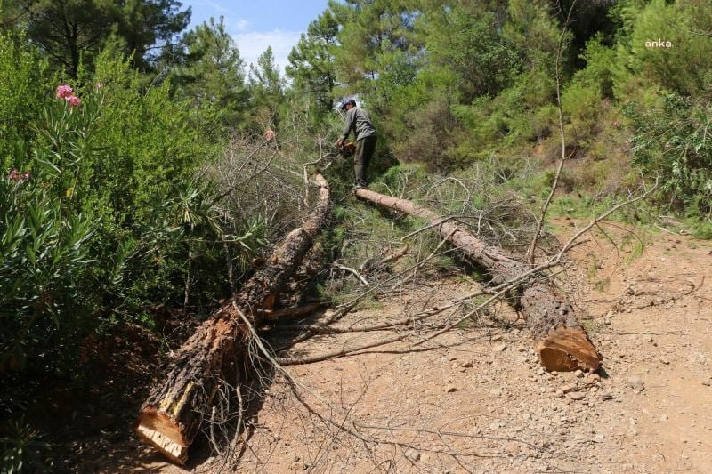 Andırın'da trajik ölüm! Orman işçisi kestiği ağacın kurbanı oldu