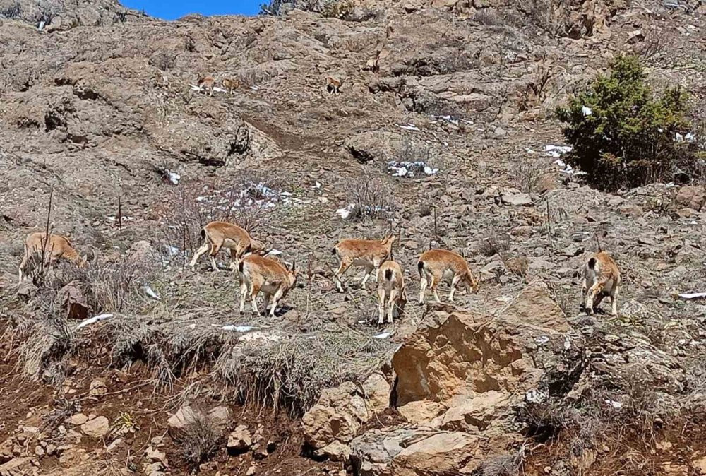Dağ keçileri sürü halinde Bayburt’ta görüntülendi