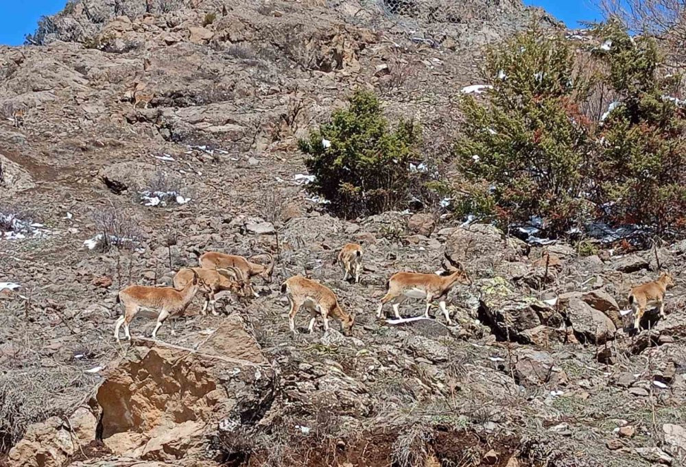 Dağ keçileri sürü halinde Bayburt’ta görüntülendi