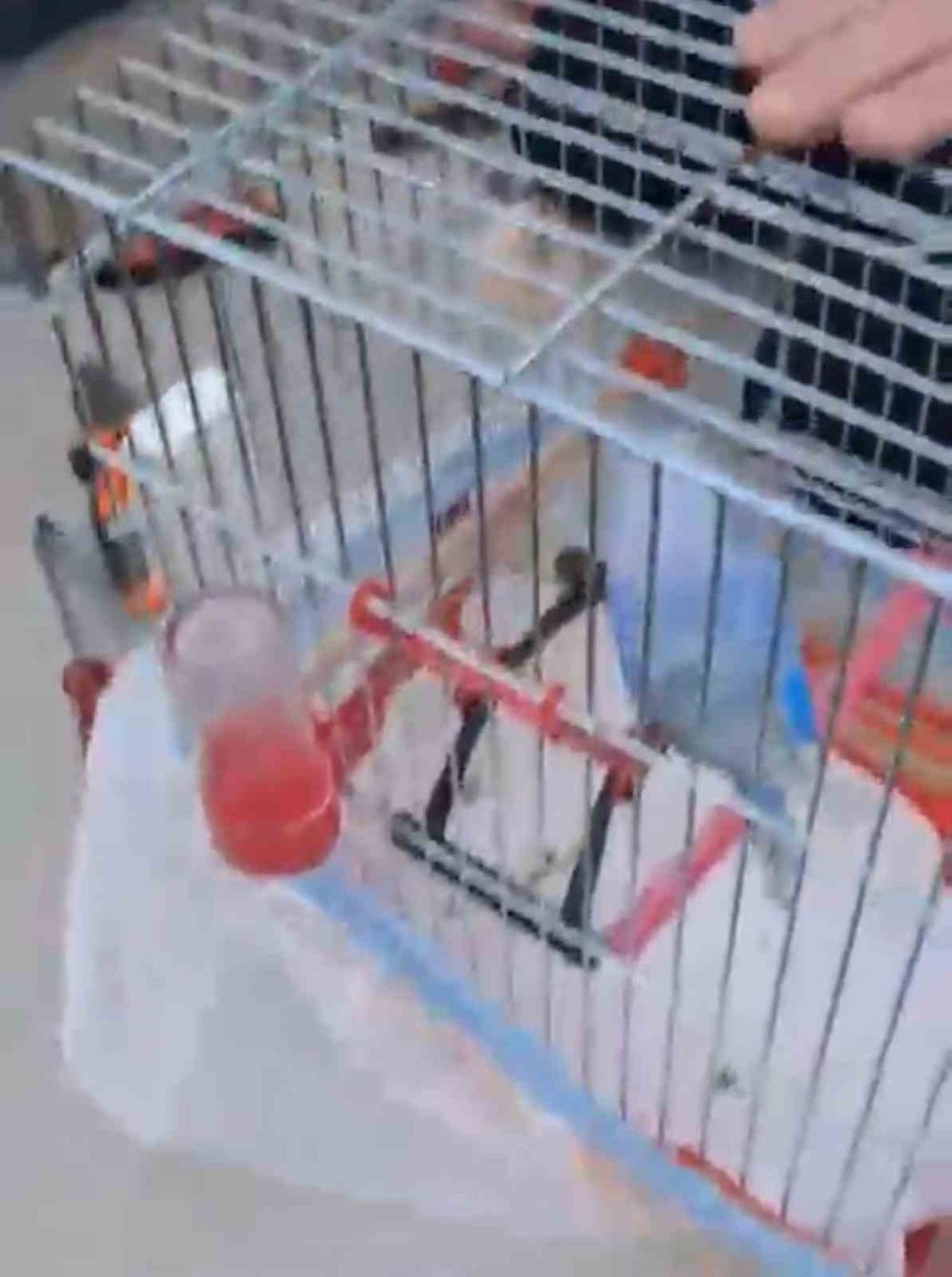 Düzce’de pervazdan gelen esrarengiz sesler vatandaşları alarma geçirdi: İtfaiyenin operasyonu ile kurtarıldı