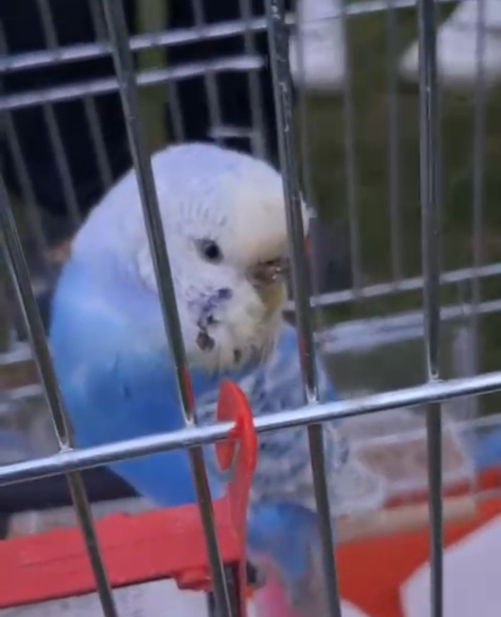 Düzce’de pervazdan gelen esrarengiz sesler vatandaşları alarma geçirdi: İtfaiyenin operasyonu ile kurtarıldı