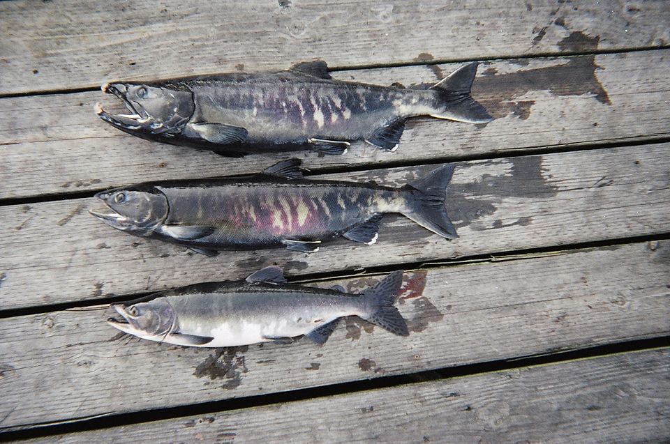 960px-salmon-breeding-color.jpg