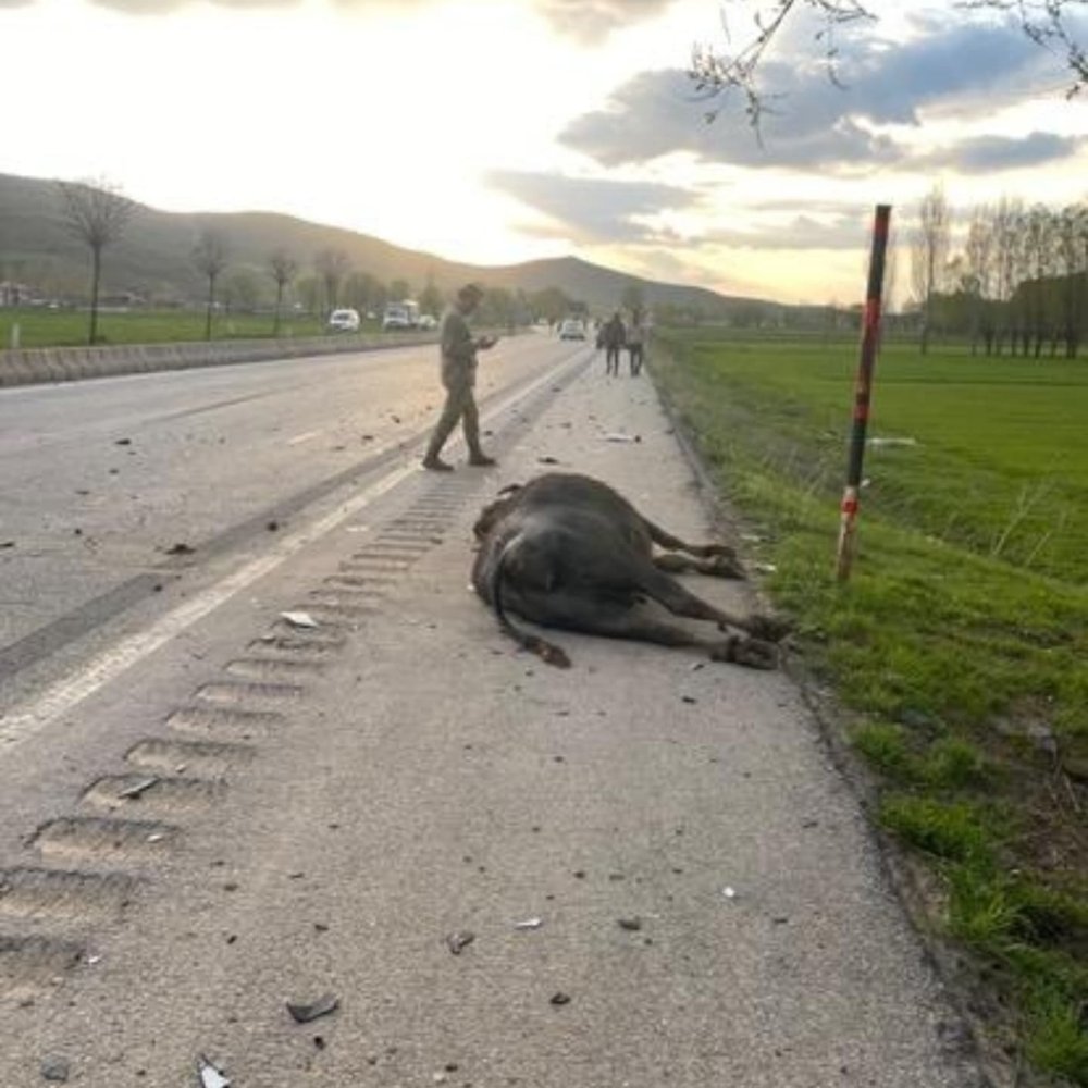 Bitlis'te otomobil hayvana çarptı