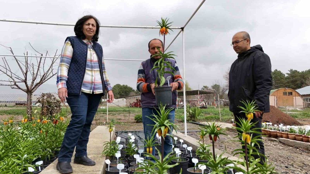 Erzincan'da Britanyalı bilim insanları ters laleleri inceledi