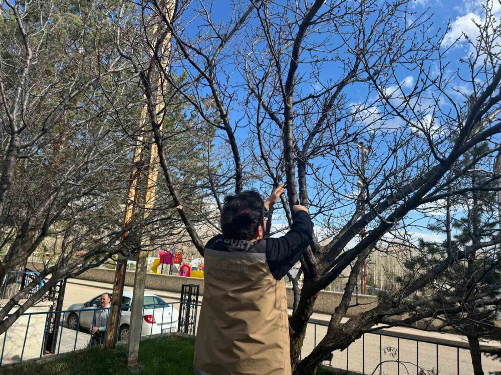 Bayburt’ta meyve ağaçlarında hastalık kontrolleri yapıldı