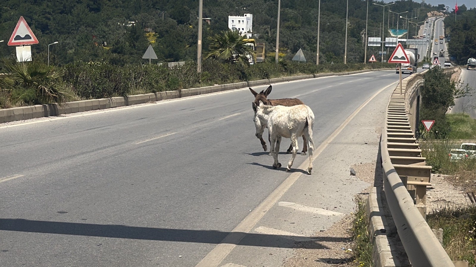 esekler-bodrum-trafigini-felc-etti-yenicag-4.jpg