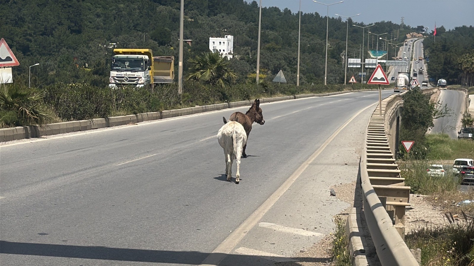 esekler-bodrum-trafigini-felc-etti-yenicag-6.jpg
