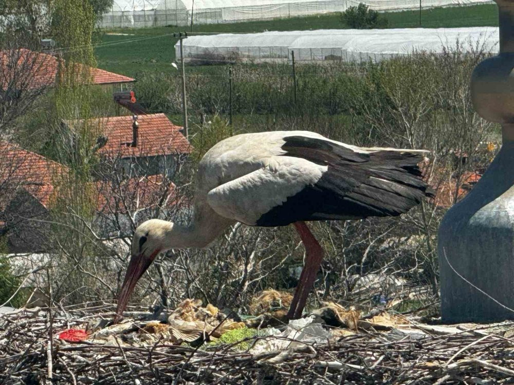 Yıllardır aynı leylek, aynı camiye geliyor