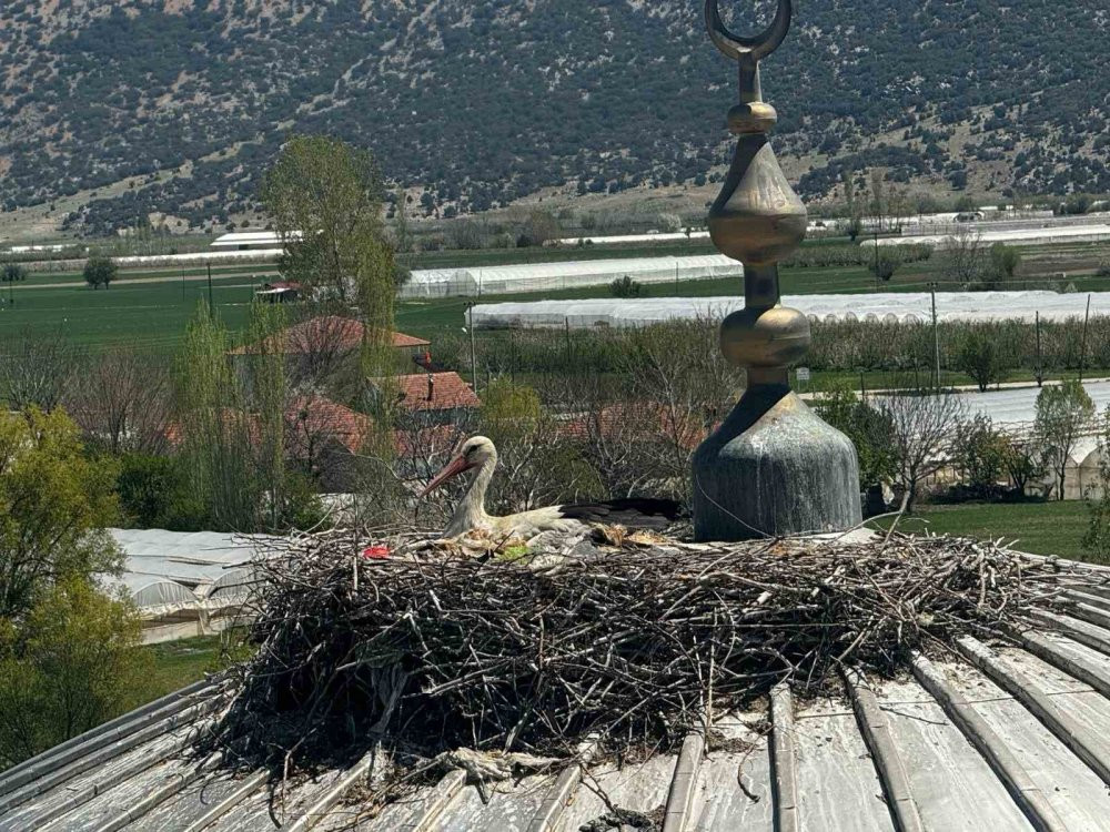 Yıllardır aynı leylek, aynı camiye geliyor