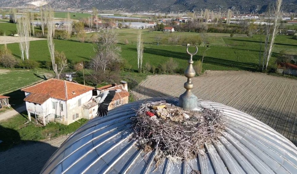 Yıllardır aynı leylek, aynı camiye geliyor