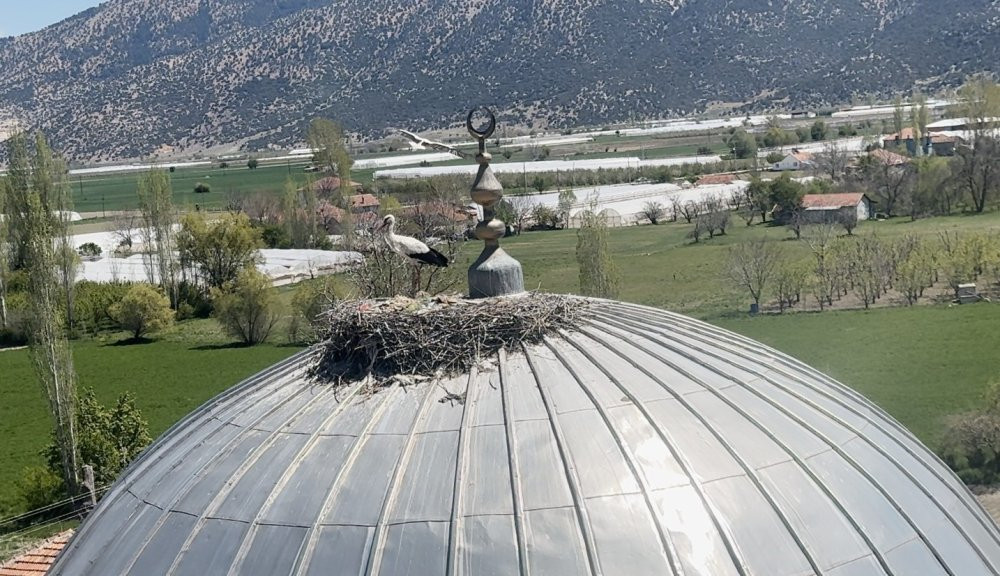 Yıllardır aynı leylek, aynı camiye geliyor