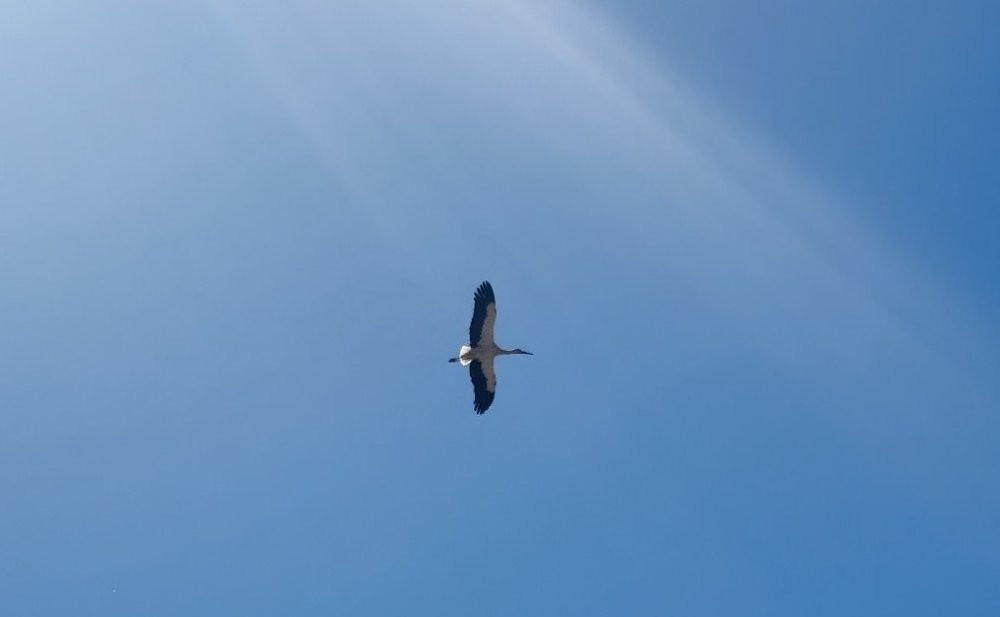 Yıllardır aynı leylek, aynı camiye geliyor