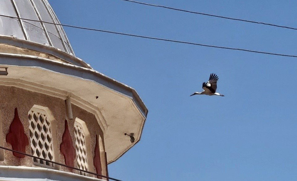 Yıllardır aynı leylek, aynı camiye geliyor