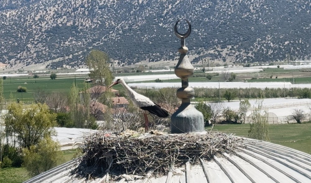 Yıllardır aynı leylek, aynı camiye geliyor