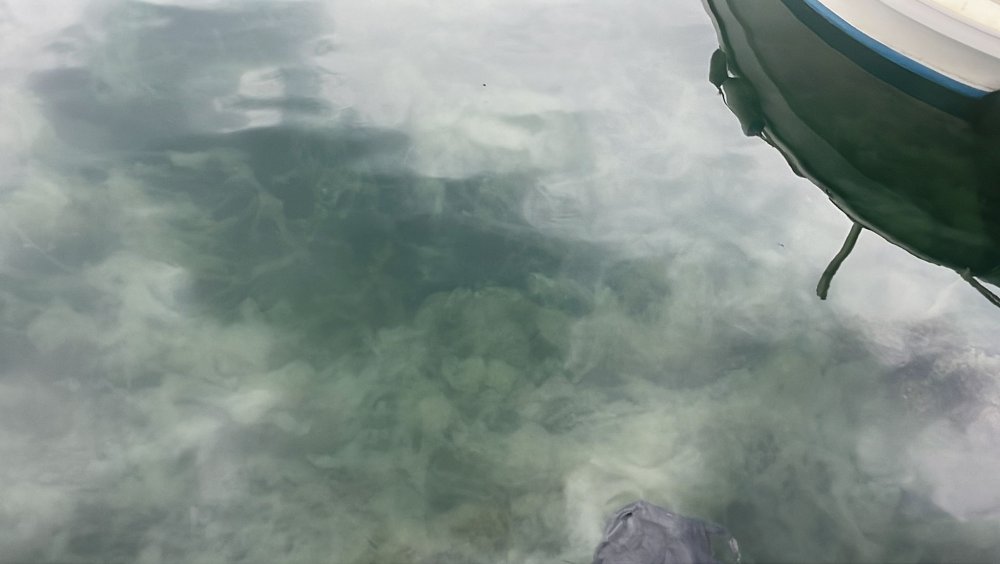 Gemlik Körfezi'nde yaşamı yok etti! Balıkçıları işsiz bıraktı