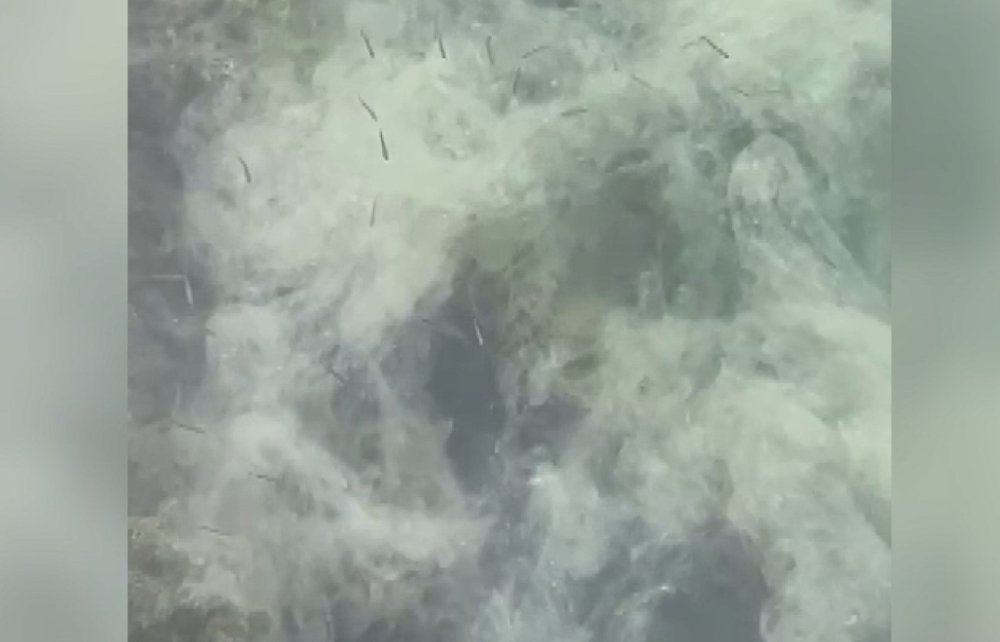 Gemlik Körfezi'nde yaşamı yok etti! Balıkçıları işsiz bıraktı