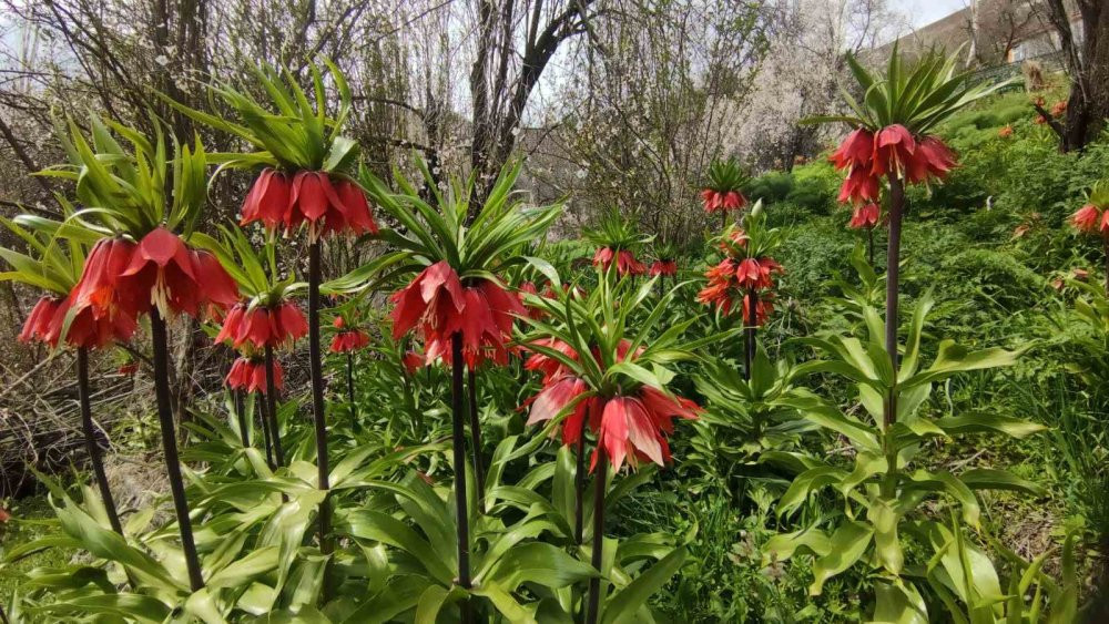 Van’da 3 bin rakımda kış, bin 850 rakımda bahar