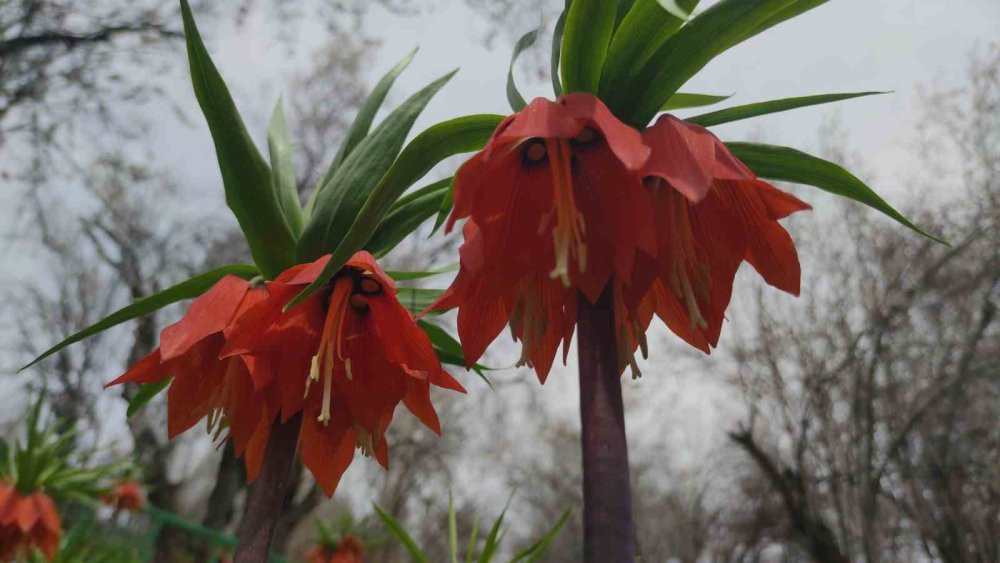 Van’da 3 bin rakımda kış, bin 850 rakımda bahar