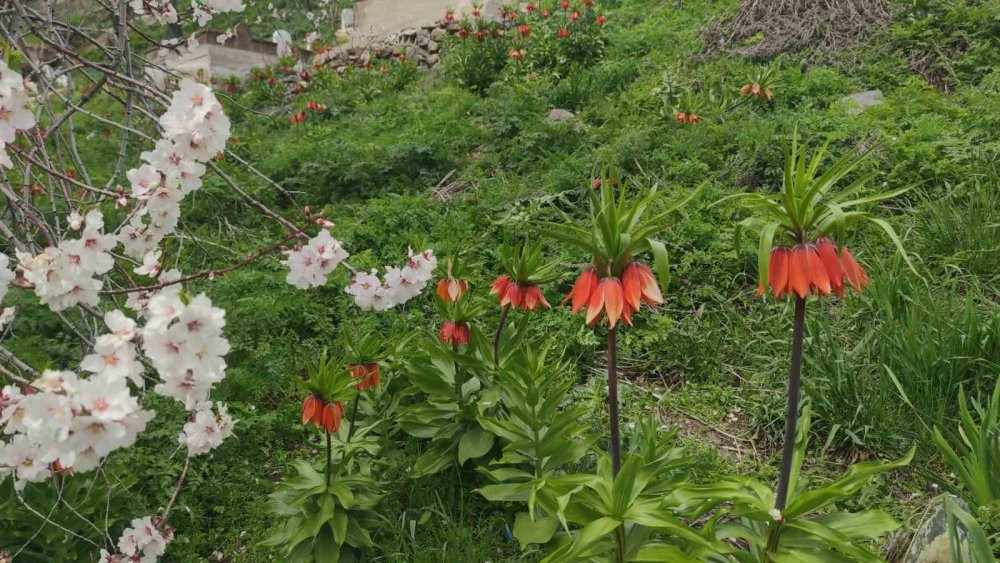 Van’da 3 bin rakımda kış, bin 850 rakımda bahar