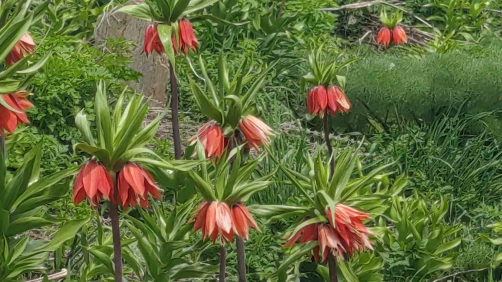 Van’da 3 bin rakımda kış, bin 850 rakımda bahar