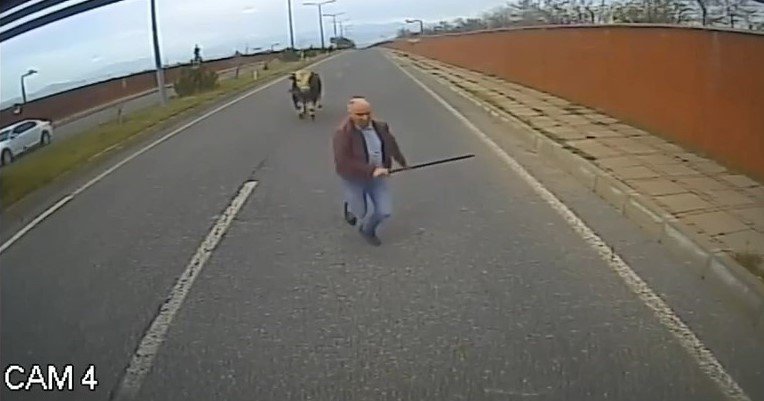 Yola çıkan ineği uzaklaştırmak isterken neye uğradığını şaşırdı