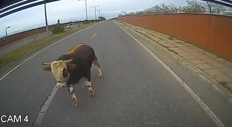 Yola çıkan ineği uzaklaştırmak isterken neye uğradığını şaşırdı